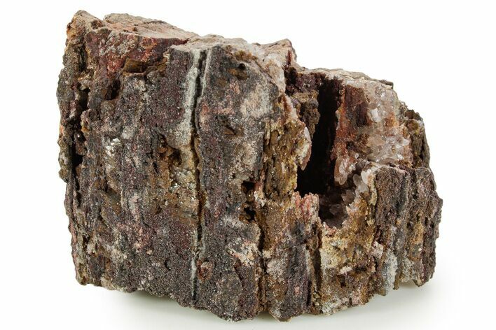 Devonian Petrified Wood (Callixylon) Section - Oldest True Wood #363370
